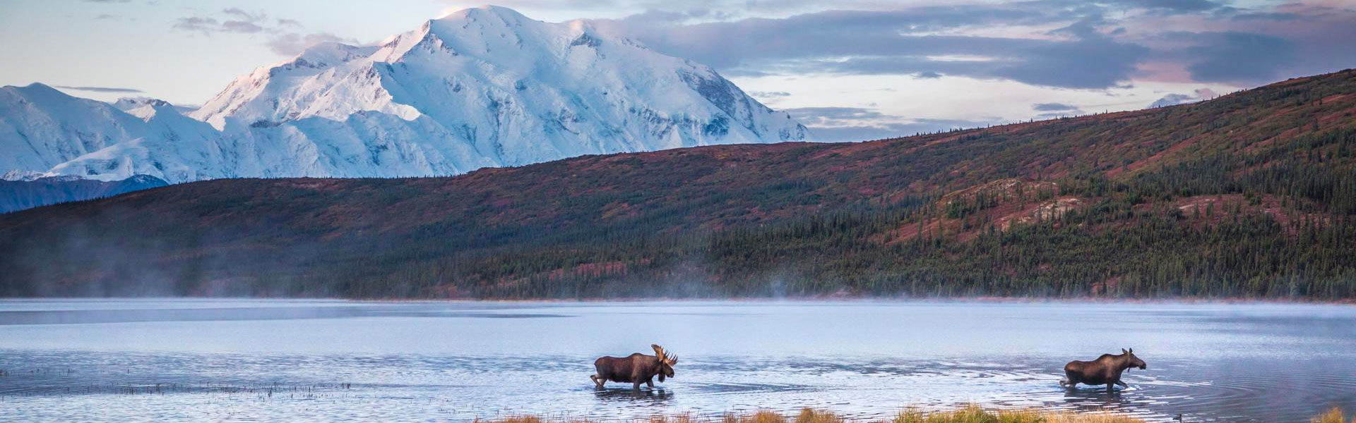 Denali National Park | Denali Vacations Day Tours Trips