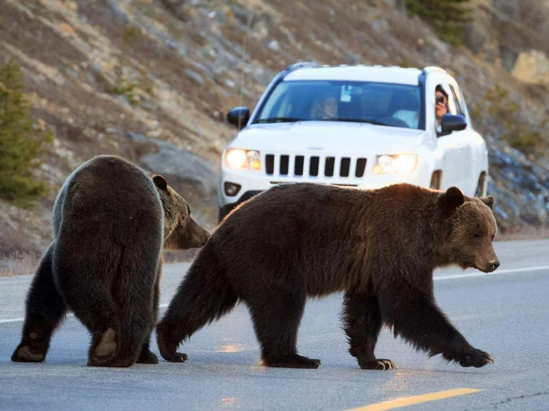 Canadian Rockies Road Trip | Bears near Jasper